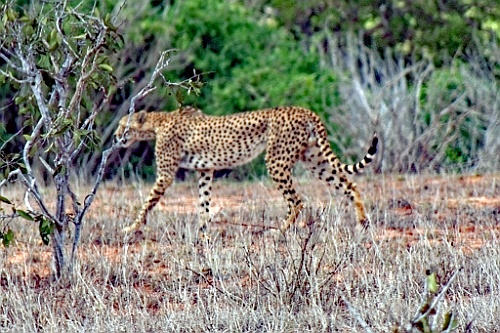 Kenia (290)